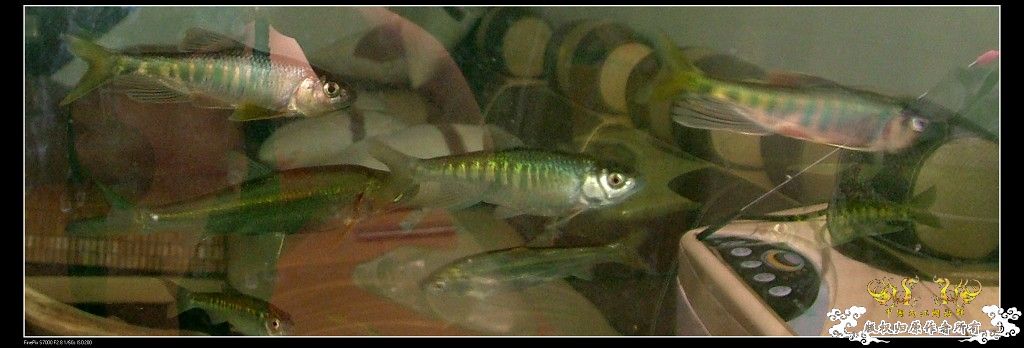 浙江台州原生态大缸！挑战夏天