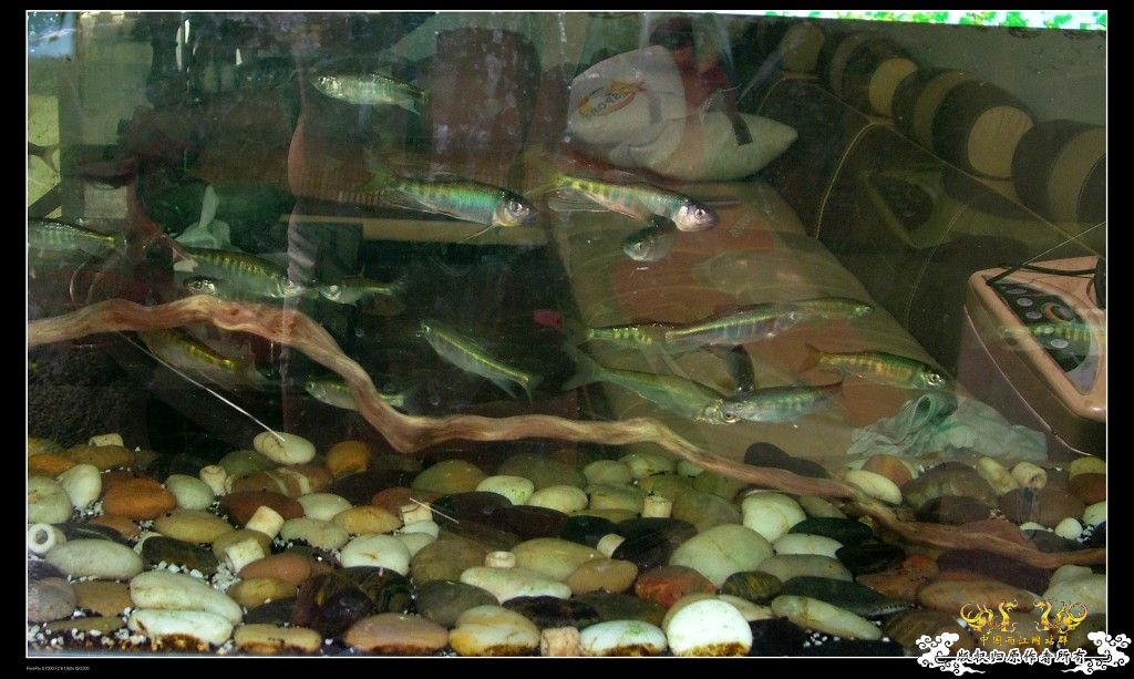 浙江台州原生态大缸！挑战夏天