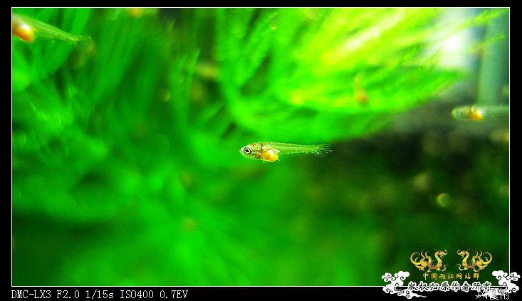 [原创]  斗斗幼儿园(小班、中班、大班)