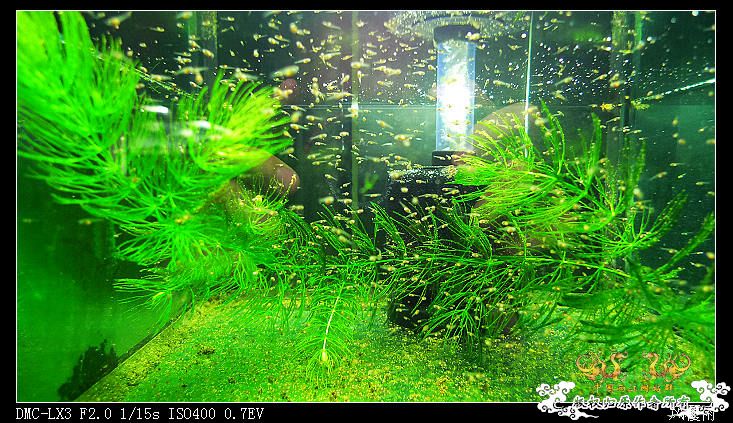 [原创]  斗斗幼儿园(小班、中班、大班)