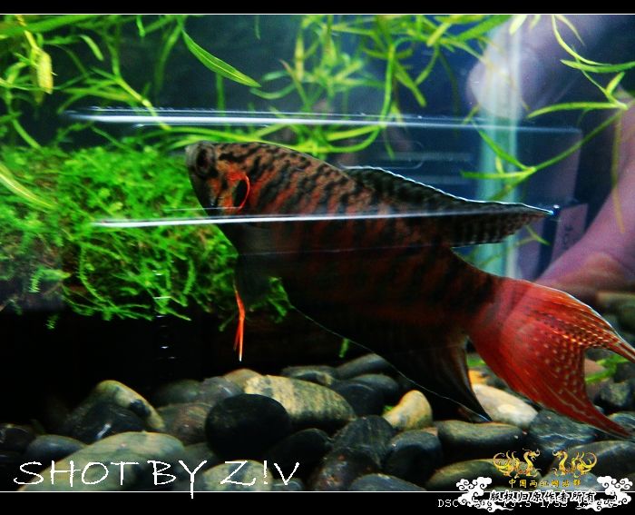 [贴图]--◇◆--臭美的XX--◆◇--