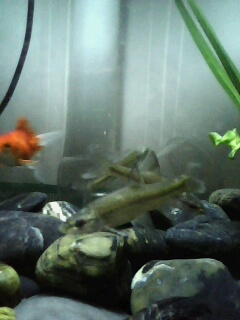 [原创]自己弄个缸,原生.那几条小鱼是什么?