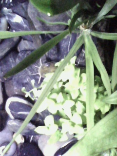 [原创]自己弄个缸,原生.那几条小鱼是什么?