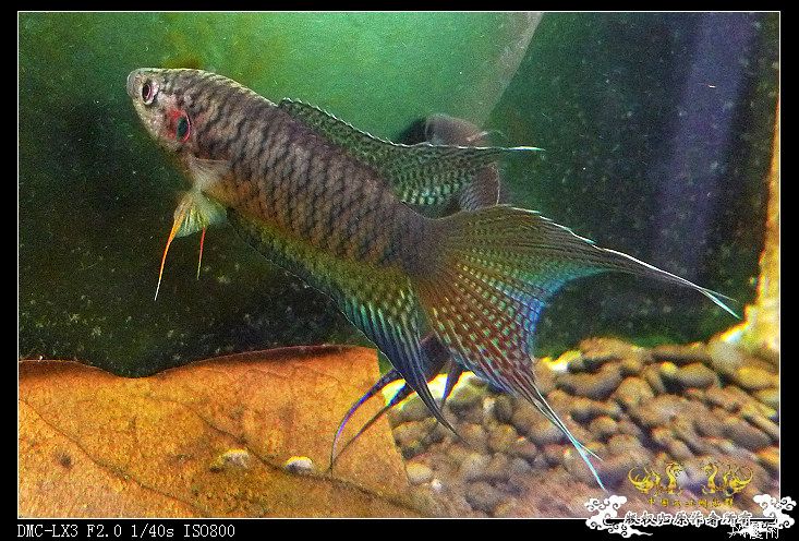 v4204zaW.jpg