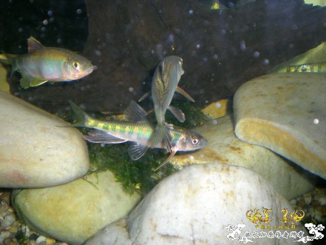 我的三种宽鳍鱲（并附上视频）