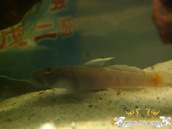 虾虎