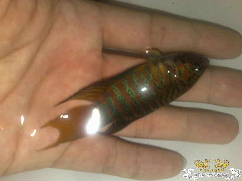 帮忙看下我养的斗鱼是公还是母