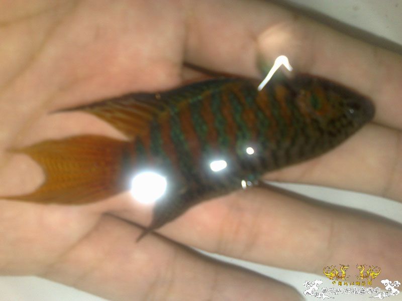 帮忙看下我养的斗鱼是公还是母