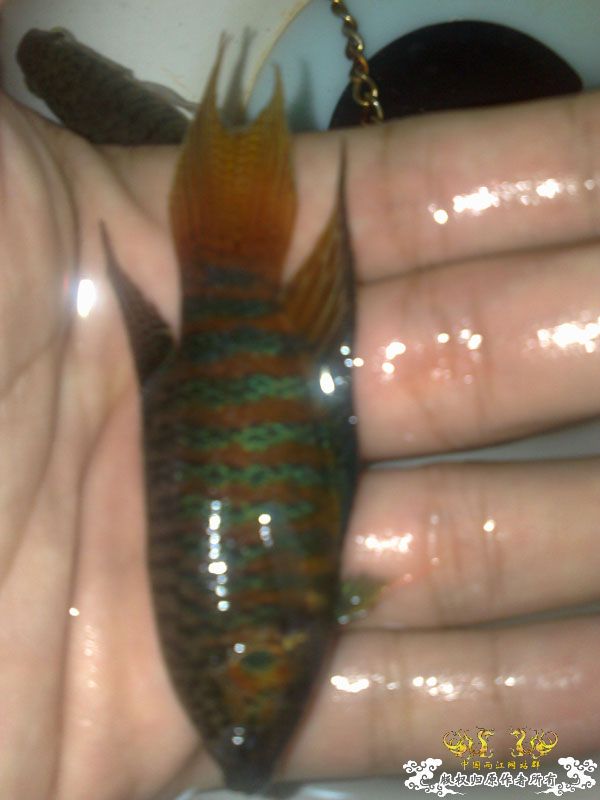 帮忙看下我养的斗鱼是公还是母