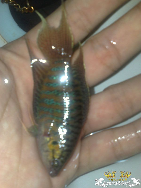 帮忙看下我养的斗鱼是公还是母