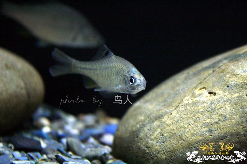 一组鳑鮍