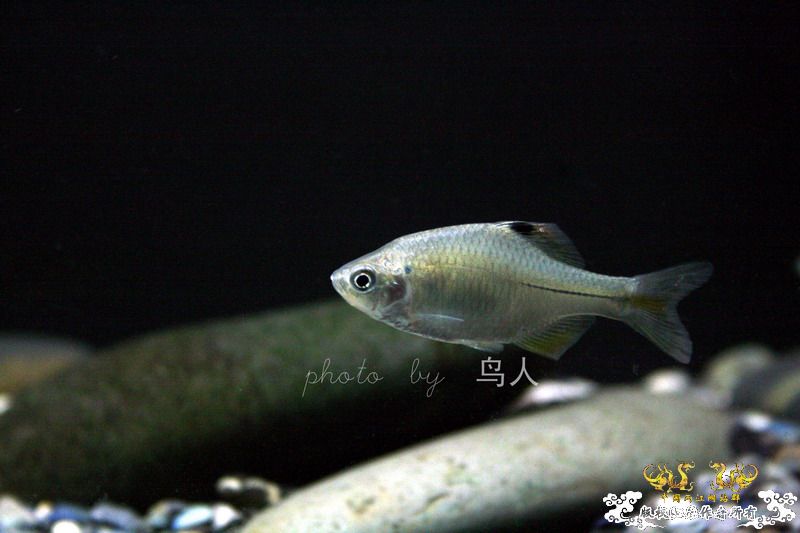 一组鳑鮍