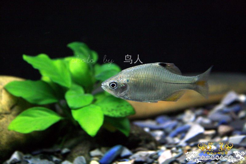 一组鳑鮍
