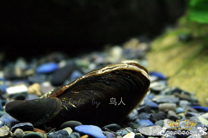 一组鳑鮍