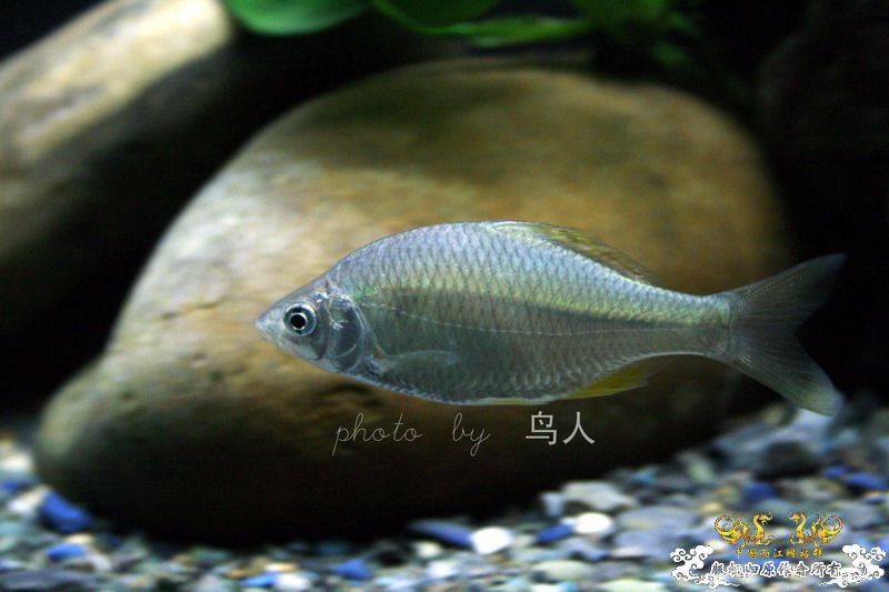 一组鳑鮍