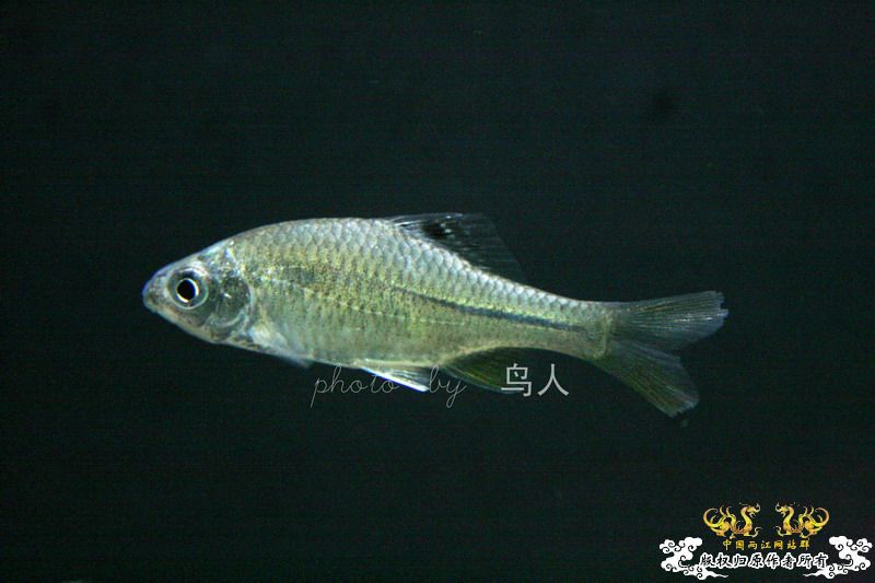 一组鳑鮍