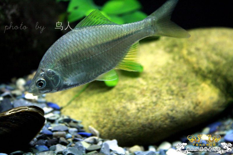 一组鳑鮍