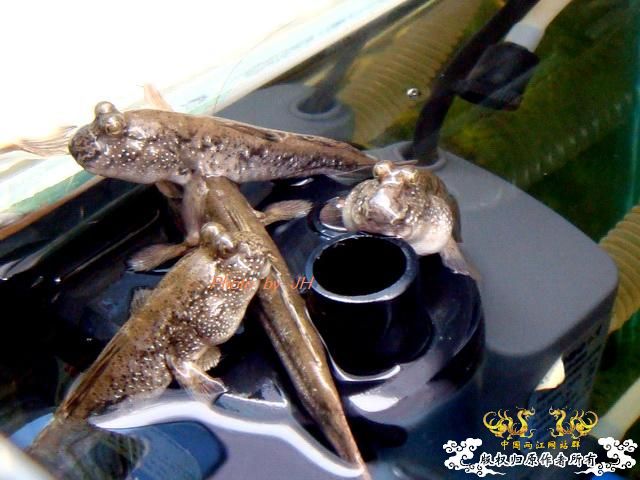 [原创]全水缸养弹涂