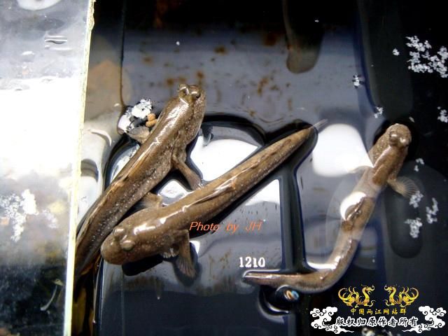 [原创]全水缸养弹涂