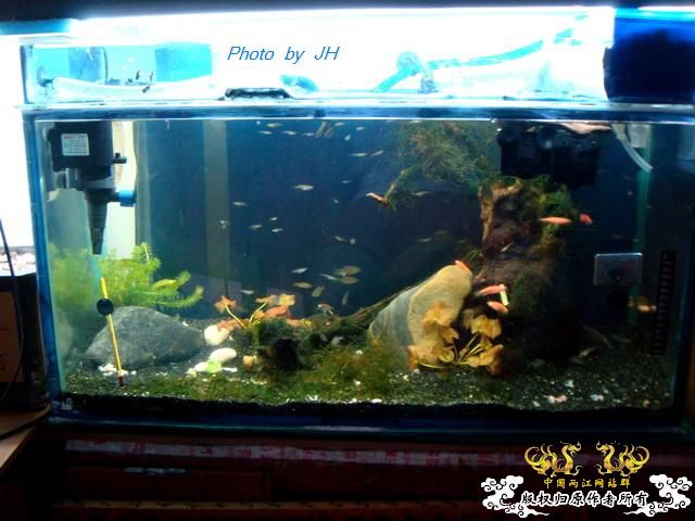 [原创]全水缸养弹涂