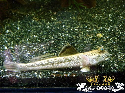 [原创]全水缸养弹涂