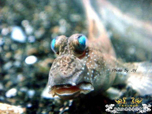 [原创]全水缸养弹涂