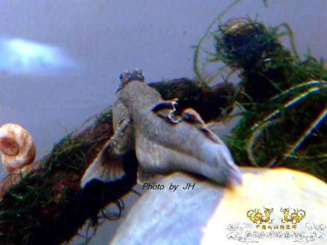 [原创]全水缸养弹涂