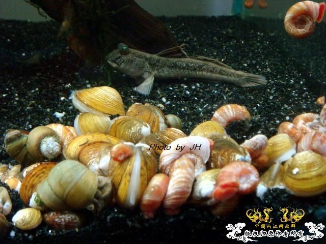 [原创]全水缸养弹涂