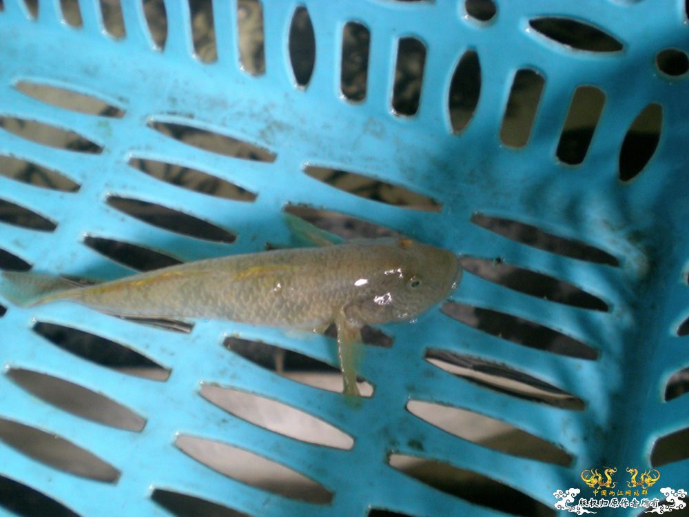 胖胖的虾虎