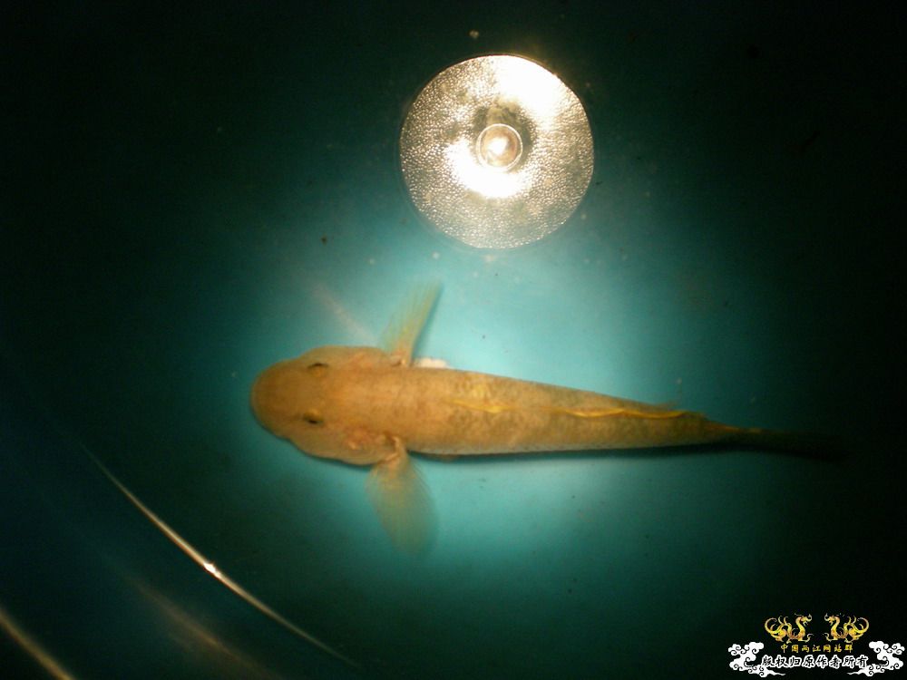 胖胖的虾虎