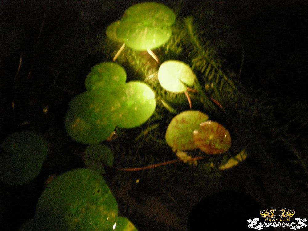 胖胖的虾虎