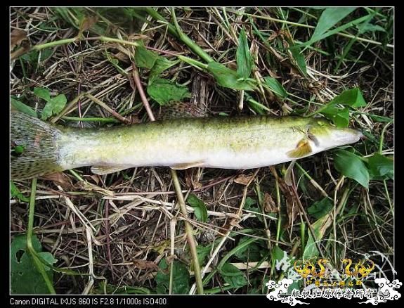 又来两种不认识的品种,大家快进来认认......