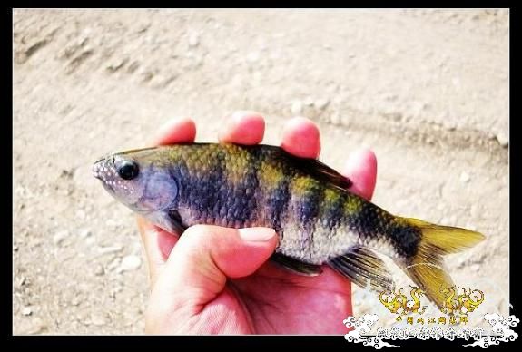 又来两种不认识的品种,大家快进来认认......