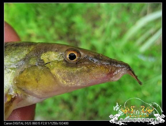 又来两种不认识的品种,大家快进来认认......