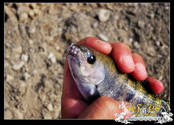 又来两种不认识的品种,大家快进来认认......