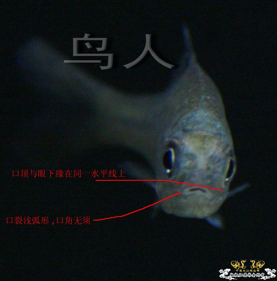 无须鱊的鉴别