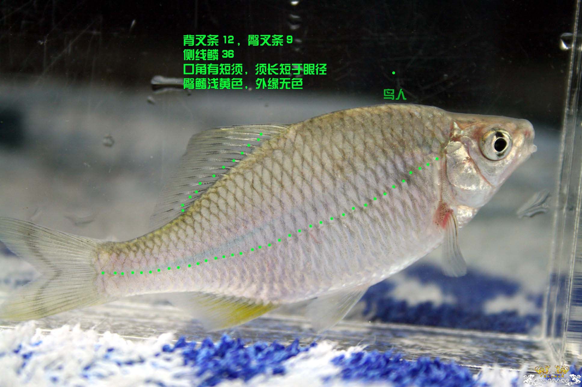 浙江产sp鱊各数据