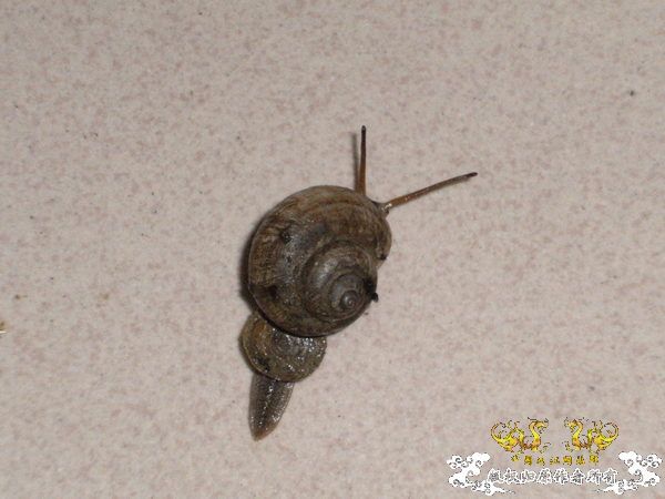 紫金山上的蜗牛