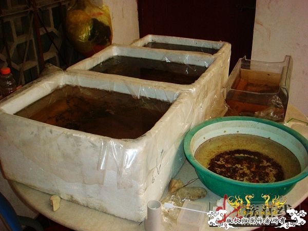 [转帖]2009年8月赠壮家大新叉活动花絮（3）【邮寄鱼方法与过程】