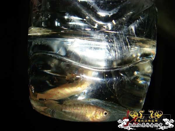 [转帖]2009年8月赠壮家大新叉活动花絮（3）【邮寄鱼方法与过程】