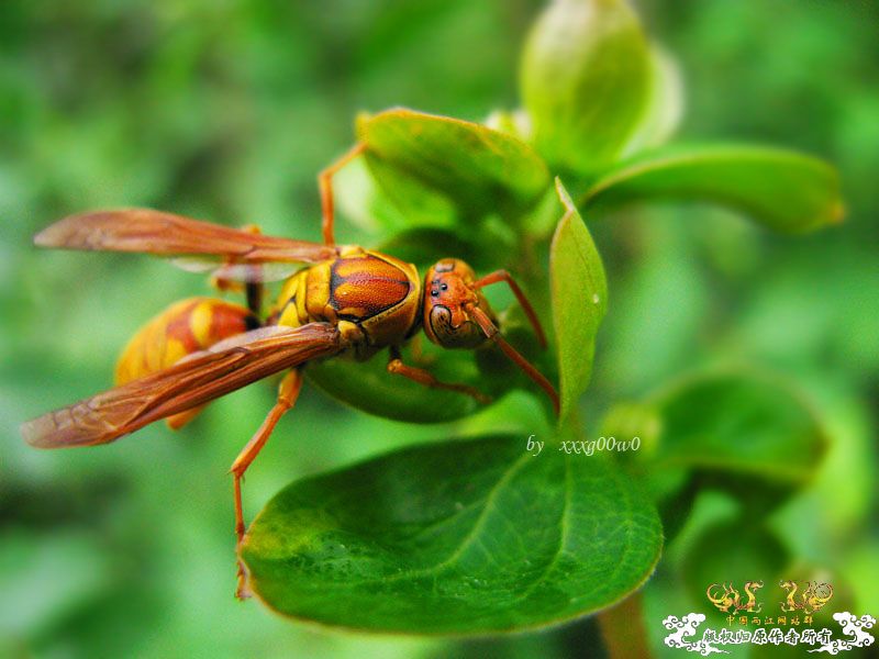 常见东西,一组杂片