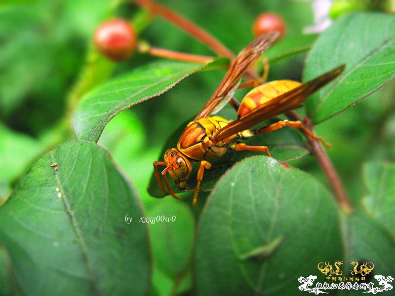 常见东西,一组杂片