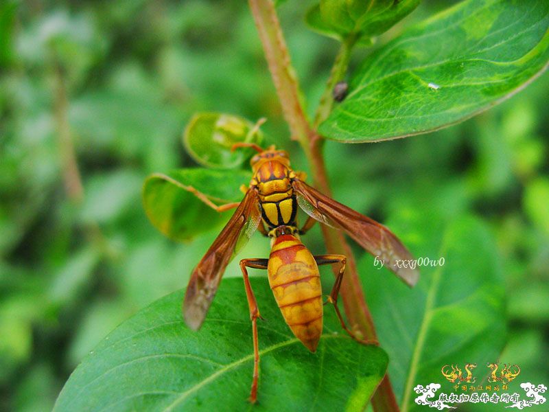 常见东西,一组杂片
