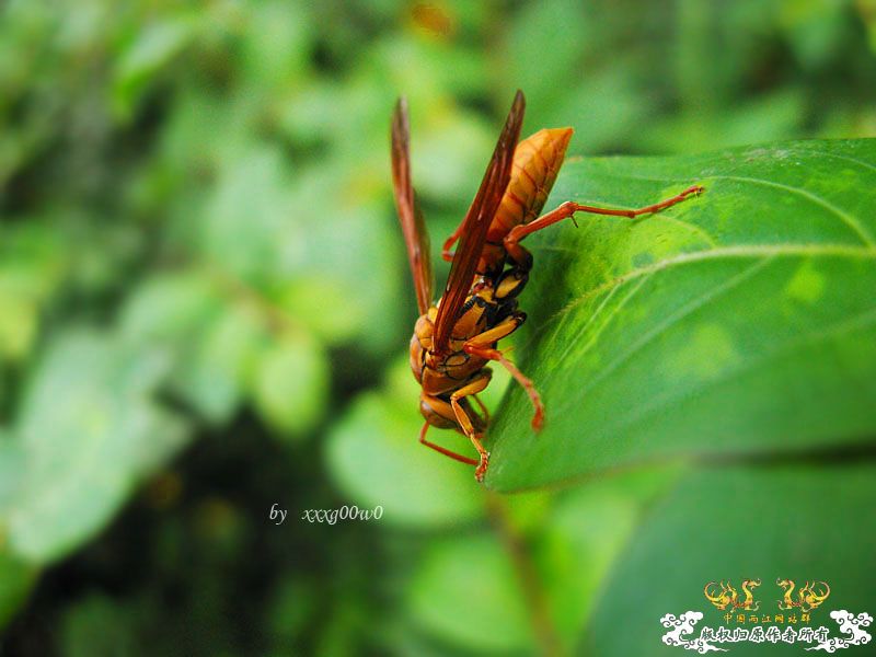 常见东西,一组杂片