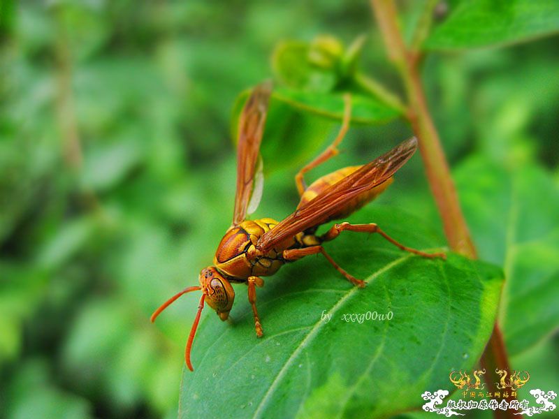 常见东西,一组杂片