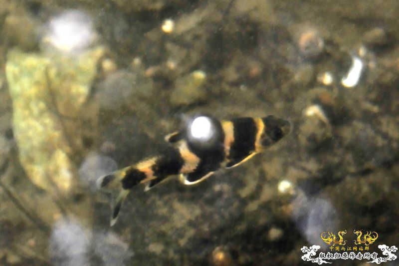 [讨论]这鱼叫什么名？