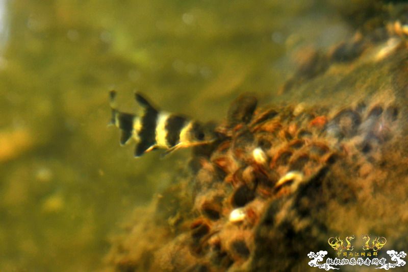 [讨论]这鱼叫什么名？