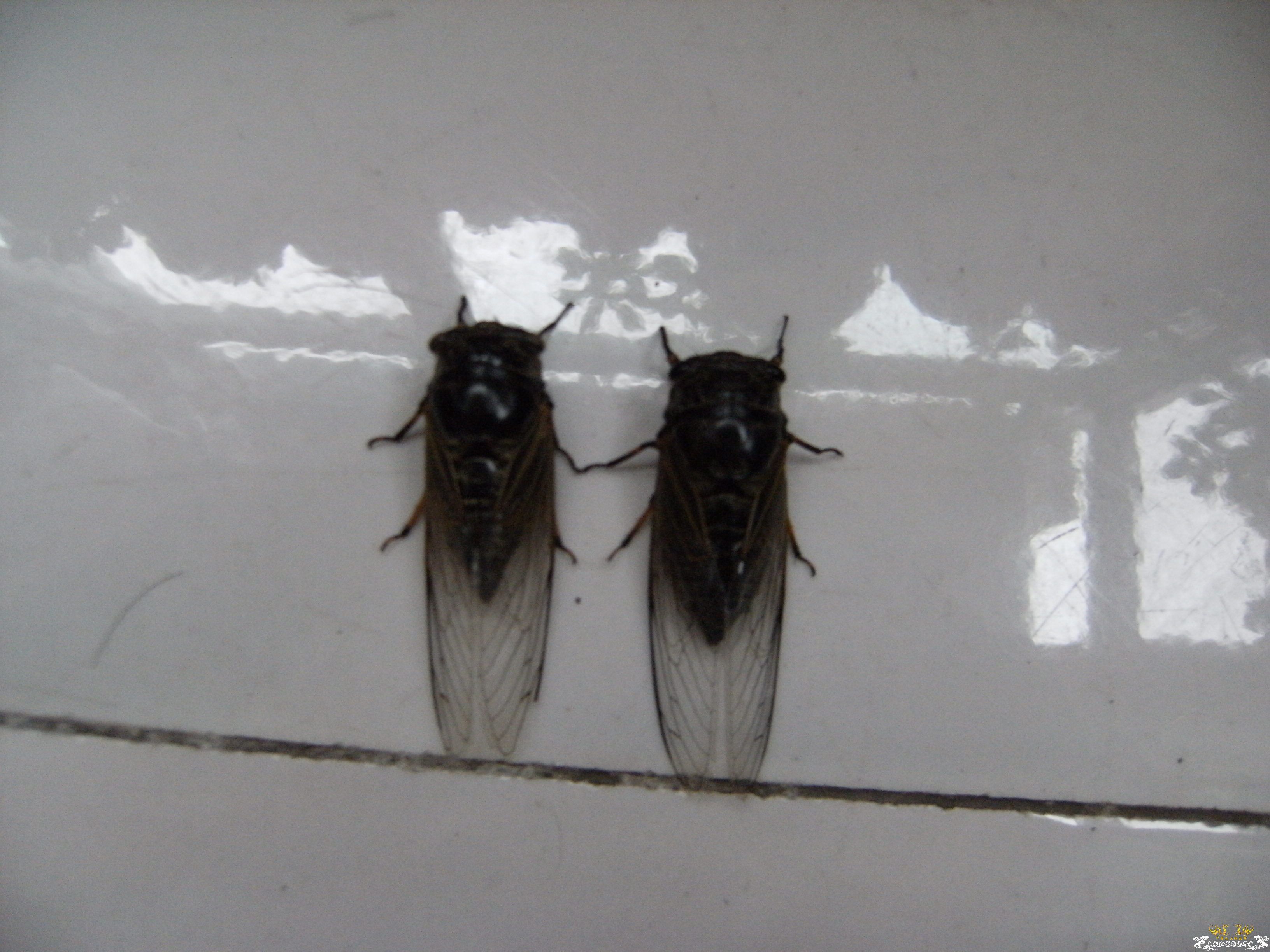 做成标本的几种蝉