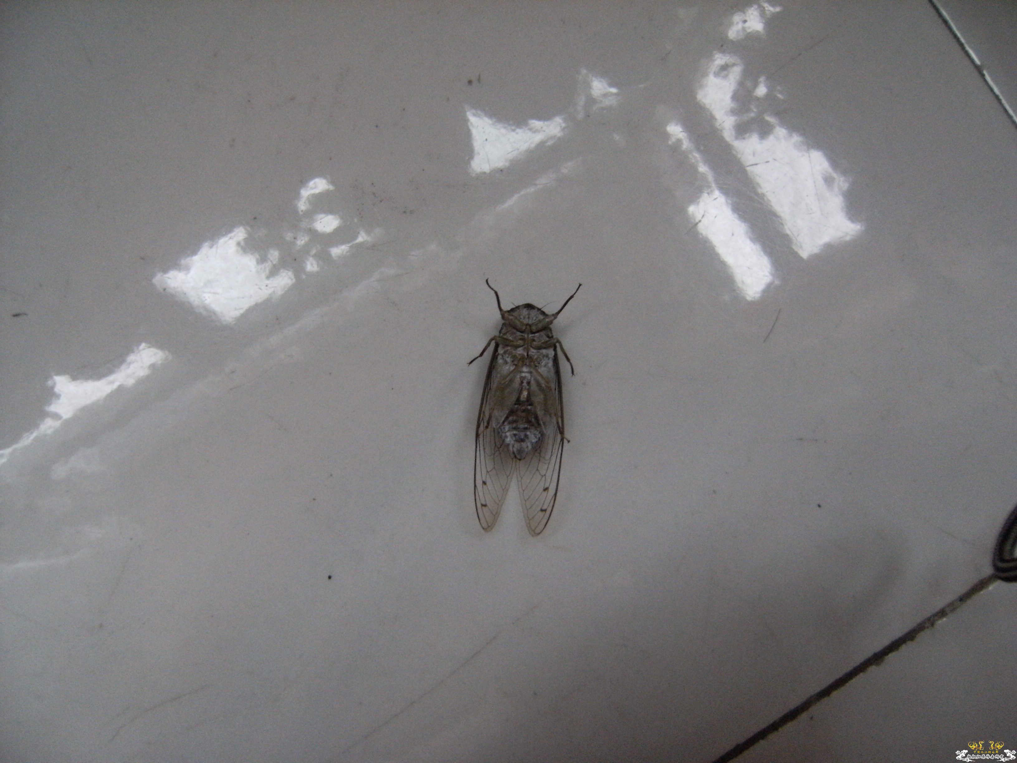 做成标本的几种蝉