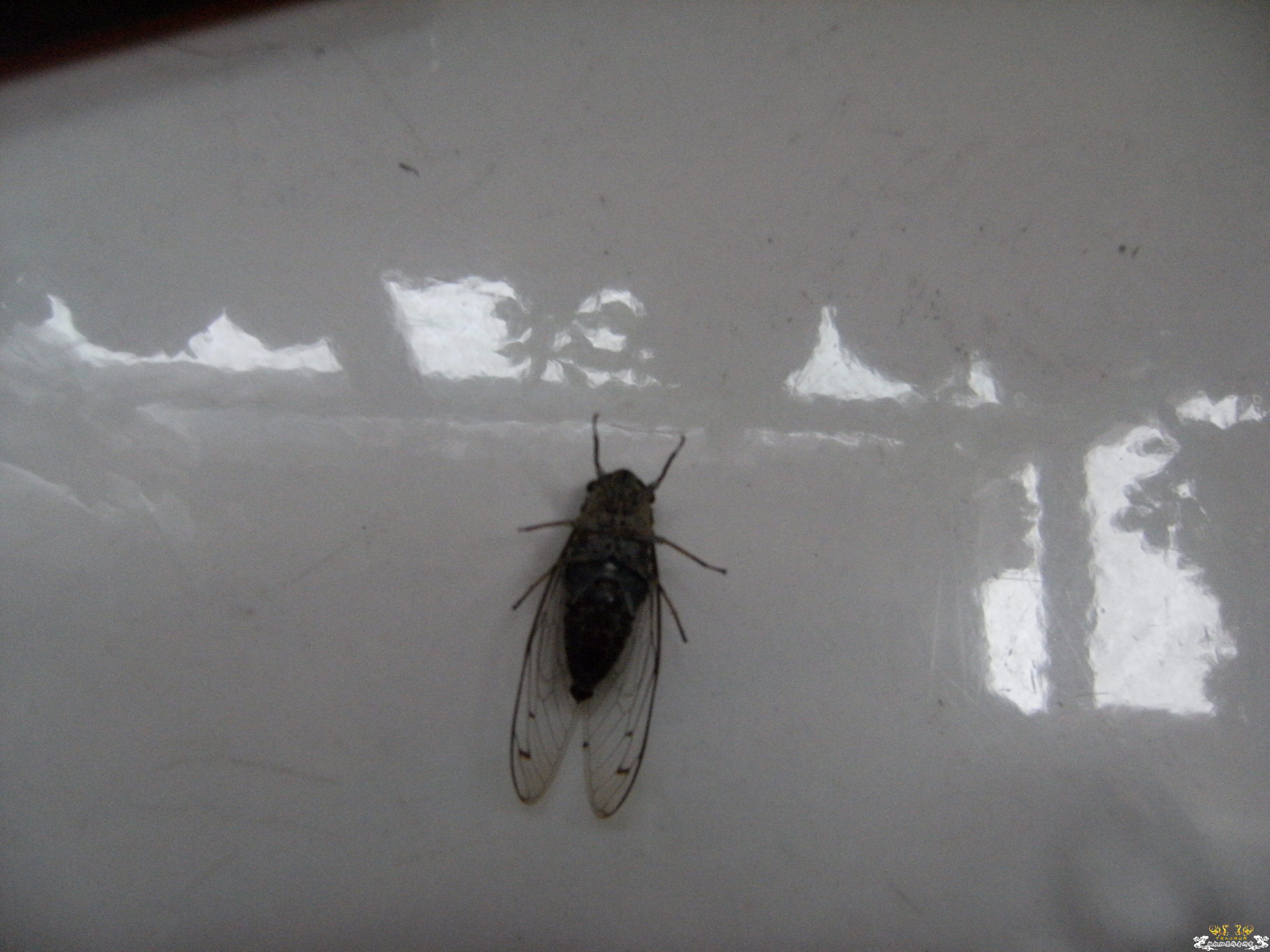 做成标本的几种蝉